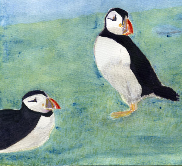 Puffins