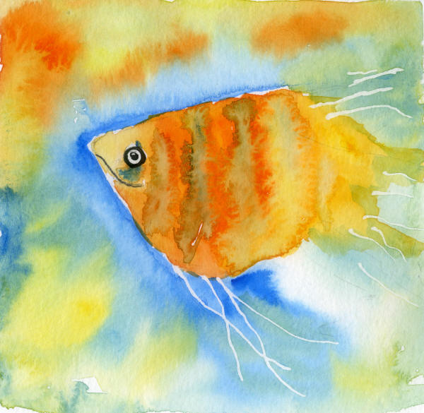 Angelfish