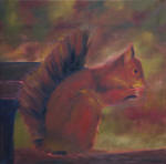 Red Squirrel